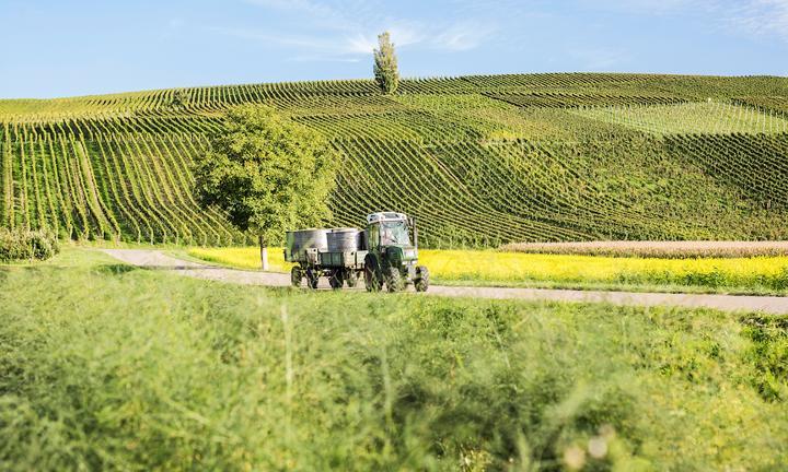 Winzerkeller Auggener Schäf eG